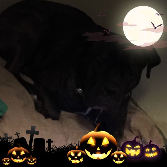 Meet your Posher, Keysterkeys - Picture 1 of 1